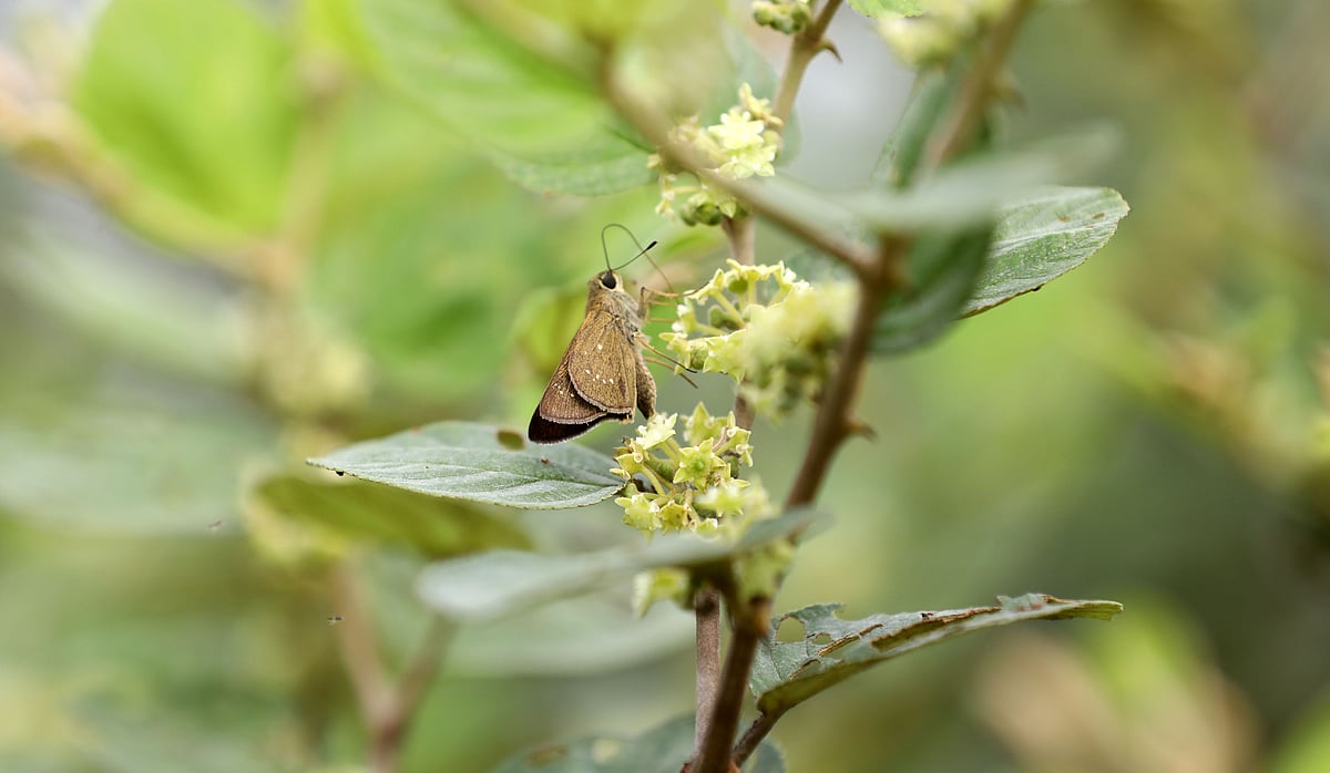 সদ্য গজানো বরইপাতায় বসে আছে প্রজাপতি