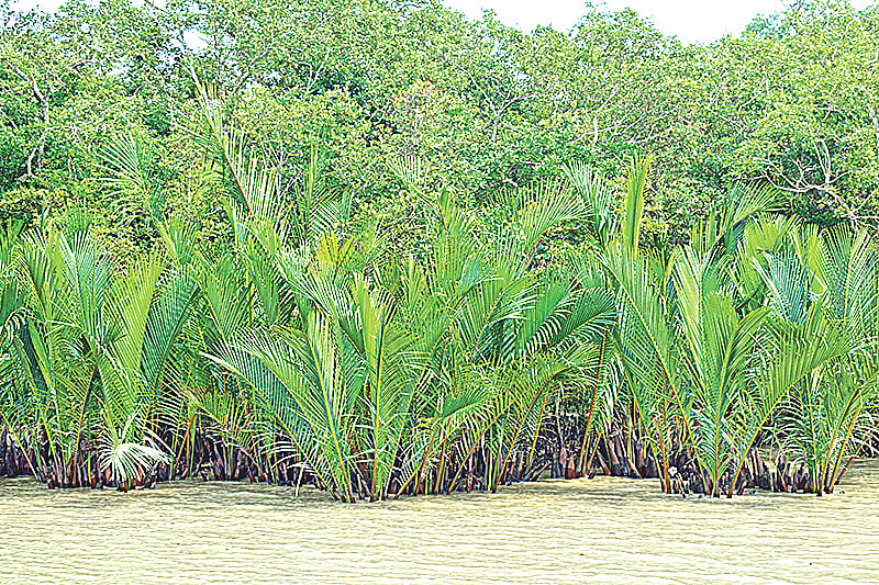 সুন্দরবনের বাতাসে দূষণ