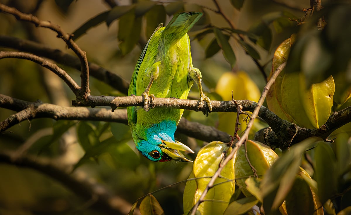 ছবি: পৃথু ইম্মানুয়েল গমেজ