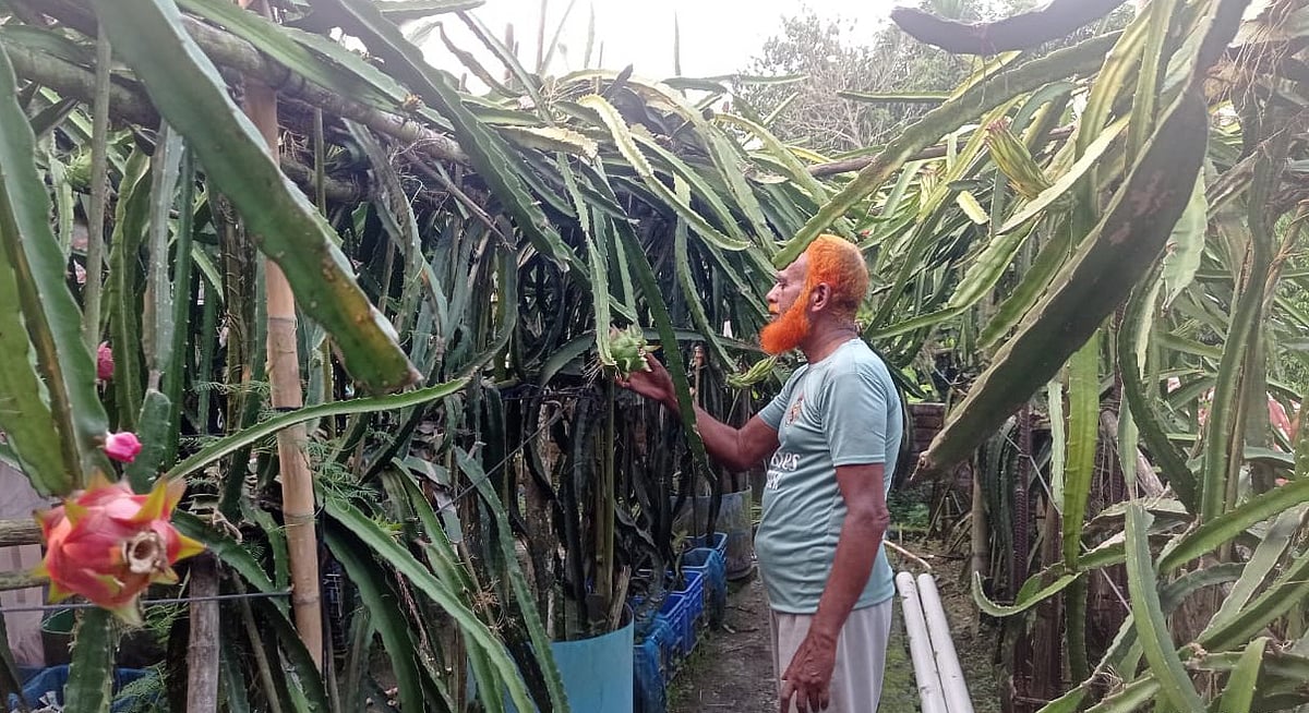 ইউটিউব দেখে ছাদে ড্রাগন চাষ, বছরে আয় লাখ টাকা