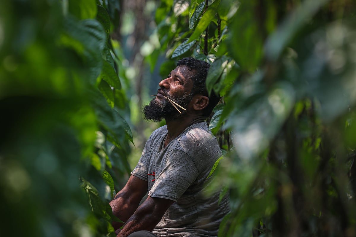 মুখে ছন নিয়ে পানগাছ বাঁধতে মনোযোগী চাষি