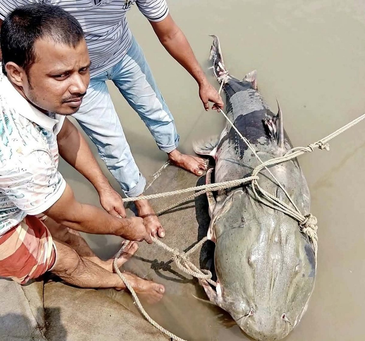 ব্রহ্মপুত্রে জেলের জালে ৯০ কেজির বাগাড়, ১ লাখ ৩৫ হাজারে বিক্রি