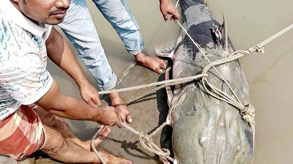 ছবি: প্রথম আলো