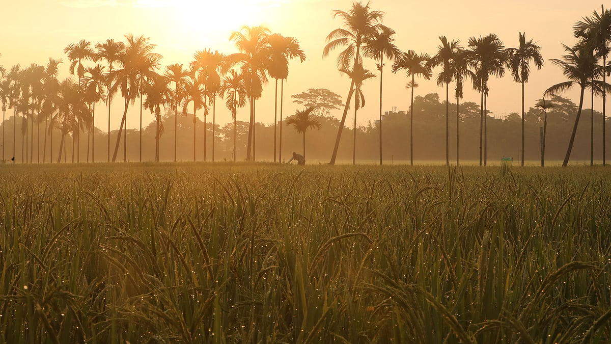 ছবি: আনিস মাহমুদ