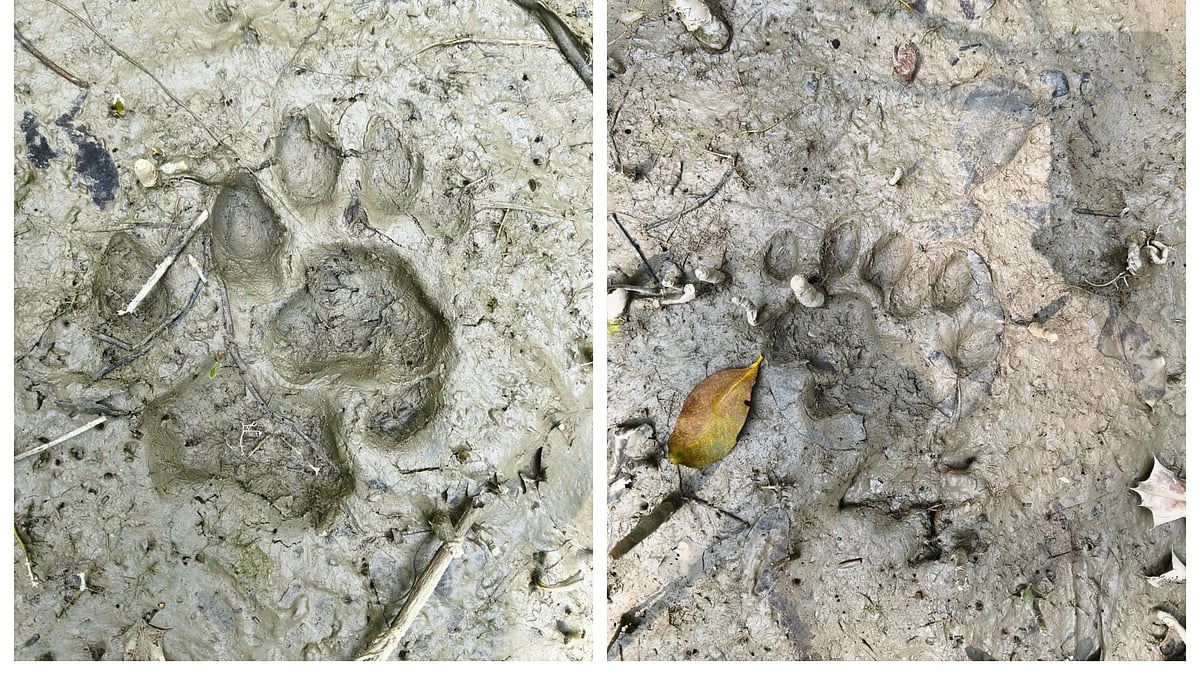 ছবি: প্রথম আলো