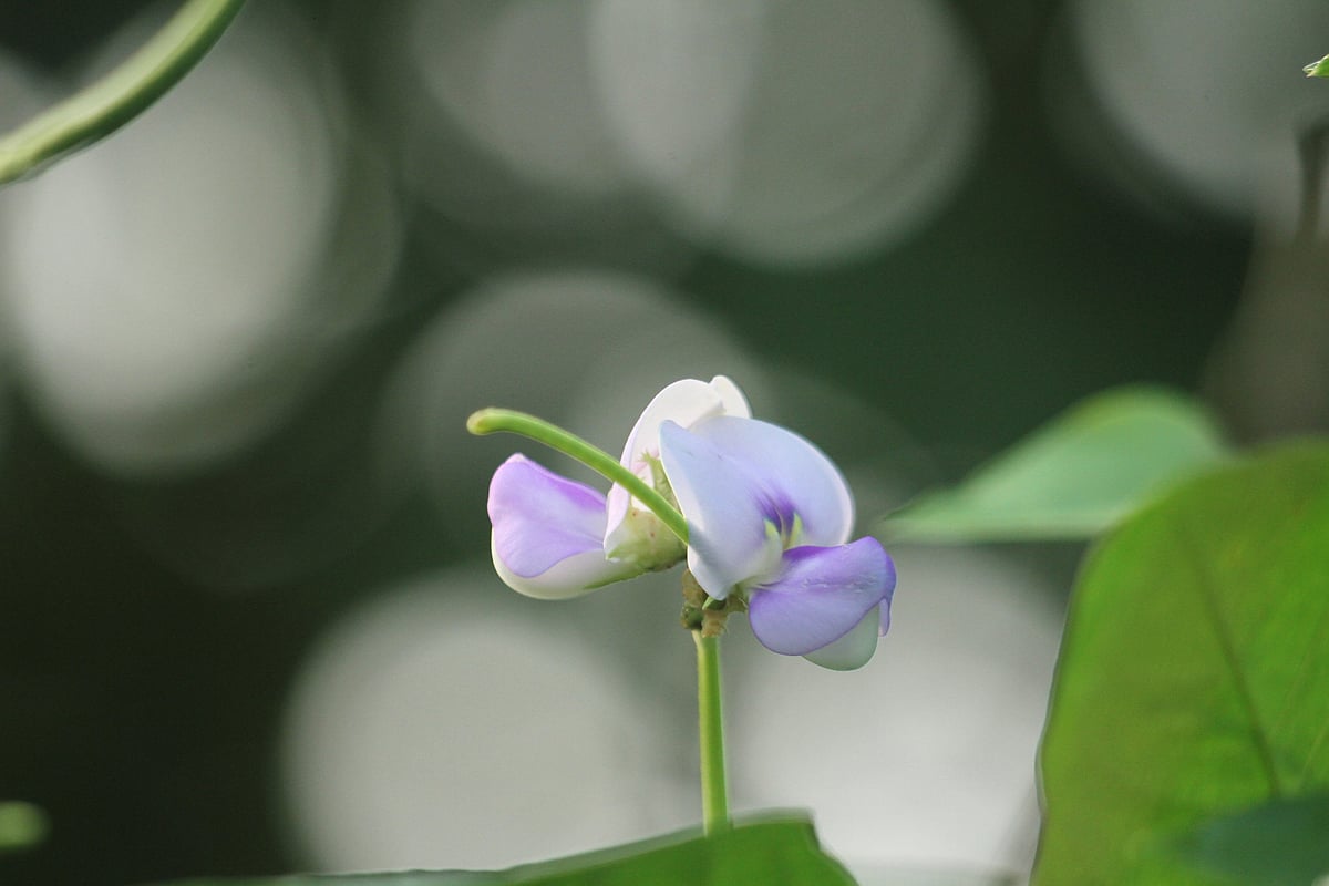 ছবি: সুপ্রিয় চাকমা