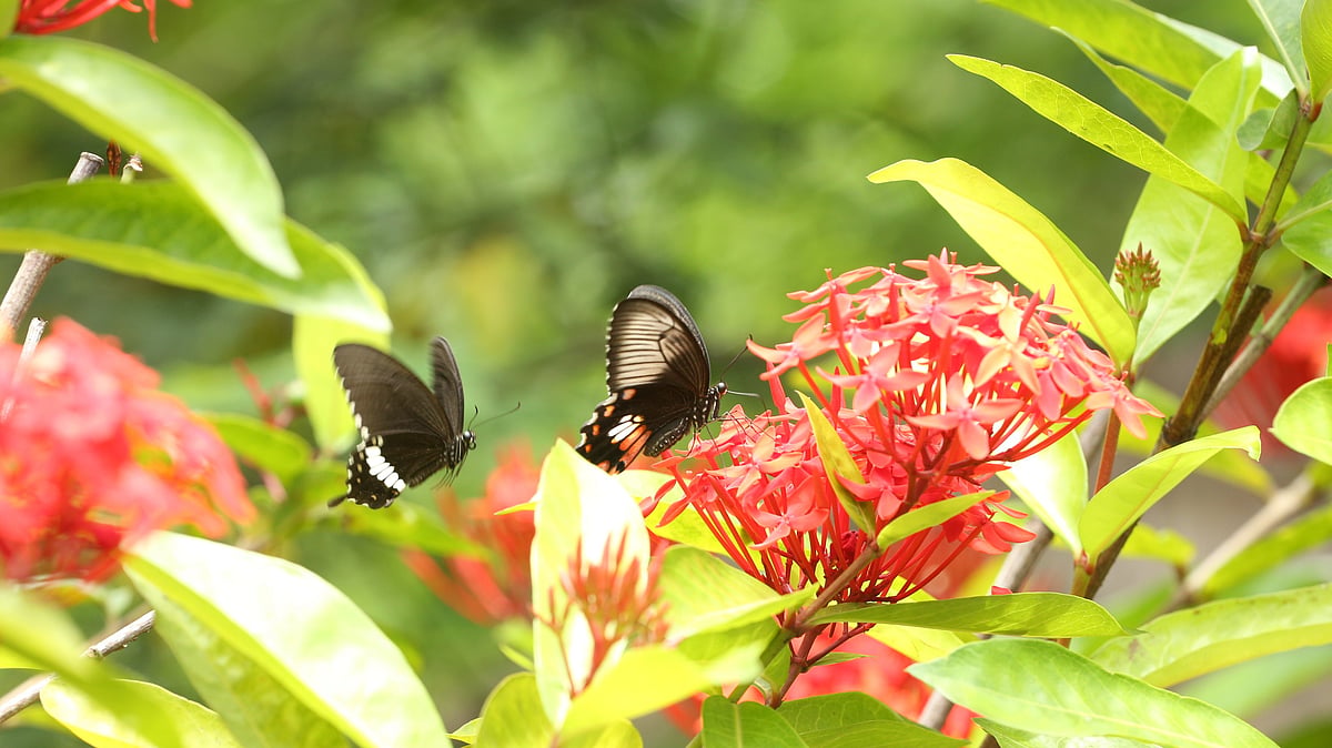 ছবি: সুপ্রিয় চাকমা