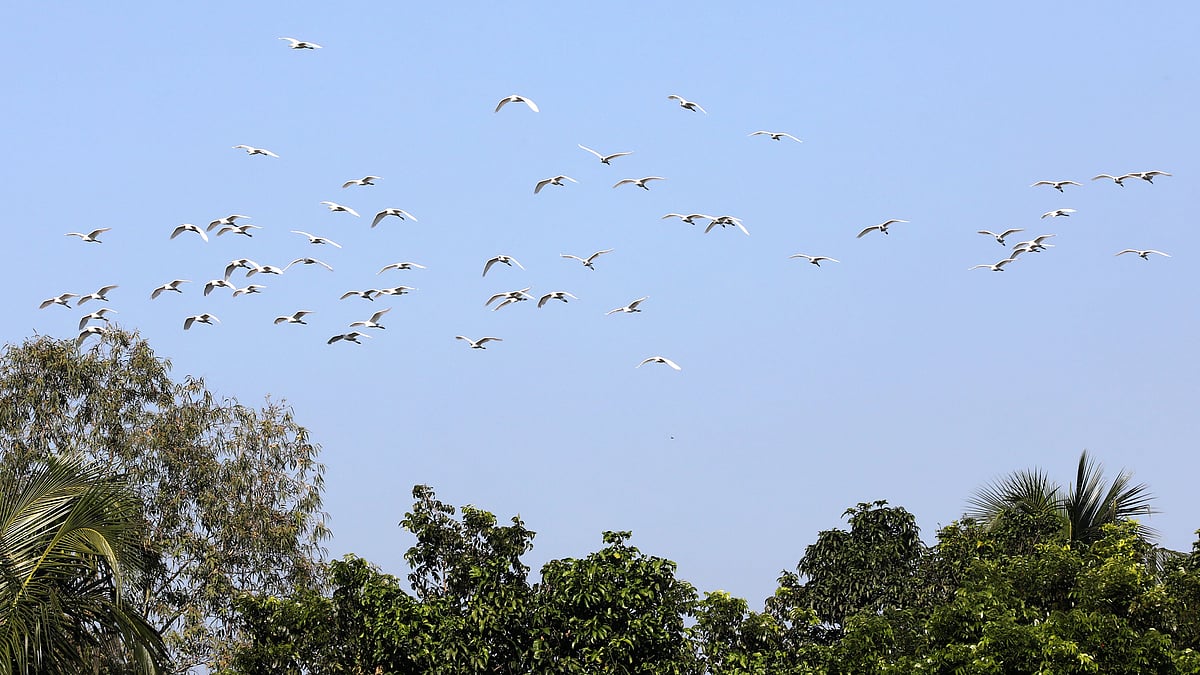 দূর গ্রামের গাছের ওপর দিয়ে উড়ছে একঝাঁক বক পাখি