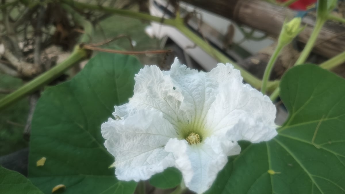 ছবি: সাজেদুল আলম
