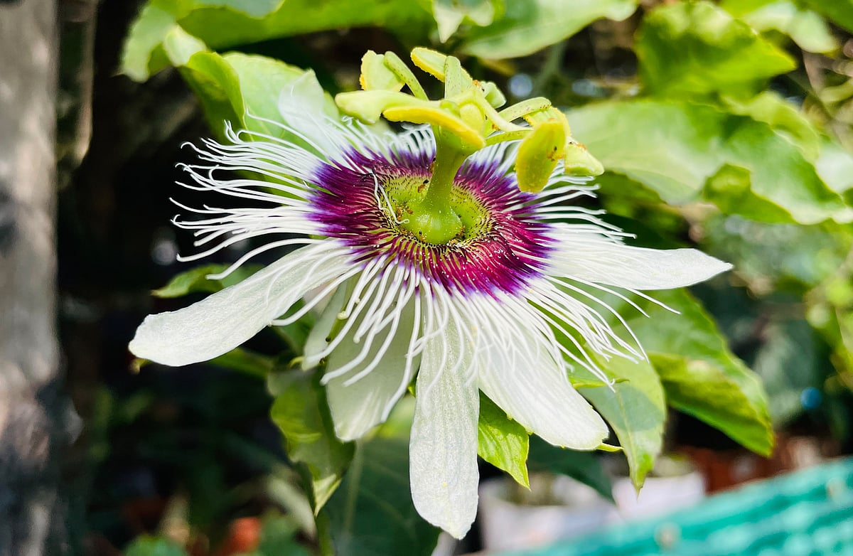 ছবি: আবদুর রহমান