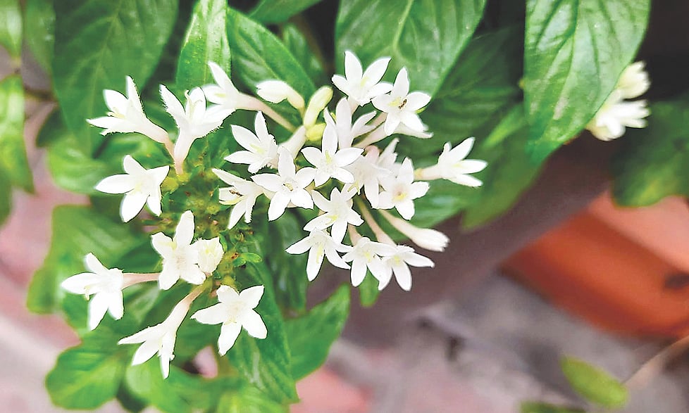 বনানীতে টবে দেখা পেলাম সাদা পেন্টাসের