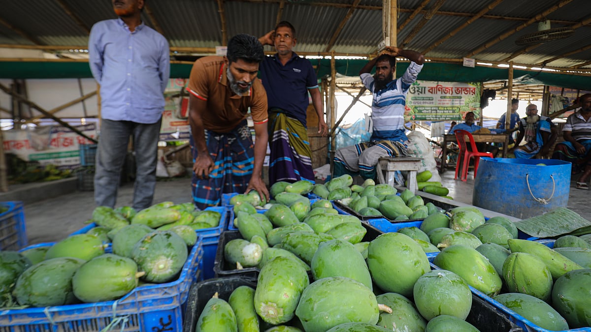 বাজারে কাঁচা পেঁপের বিশাল পসরা সাজিয়ে বসেছেন এক আড়তদার।