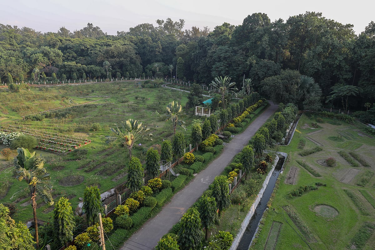 মিরপুর জাতীয় উদ্ভিদ উদ্যানে দোতলা ছাড়িয়ে উঠেছে ২৫ ফুটের ক্যাকটাস