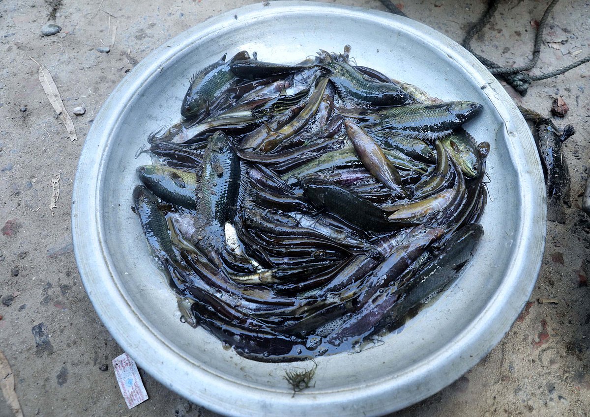 আনন্দবাজারের দেশি মাছ