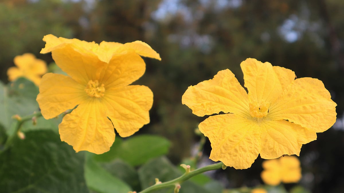 ছবি: আকমল হোসেন