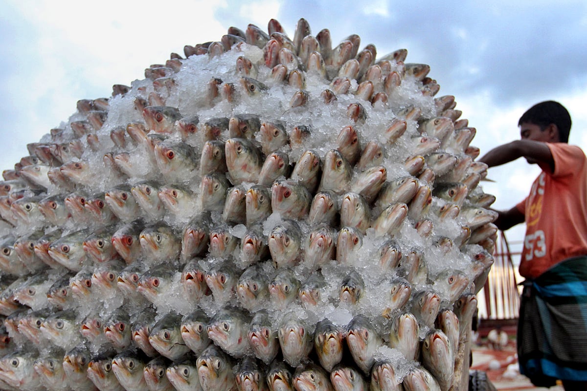 আকারে বড় ইলিশ ধরা পড়ছে জেলেদের জালে। সাগর থেকে ট্রলারভর্তি ইলিশ নিয়ে ঘাটে ফিরছেন জেলেরা। ঠেলাগাড়িতে সারিবদ্ধভাবে ইলিশ রাখছেন এক শ্রমিক। গতকাল সকালে চট্টগ্রামের ফিশারিঘাট এলাকায়