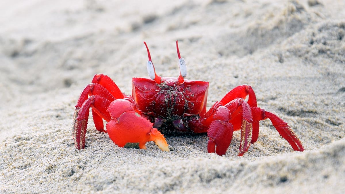 Yosh yalangoch qizlar mushuklari va eshaklarini yaqindan korsatishadi Olesya Malibu senzurasiz yalangoch