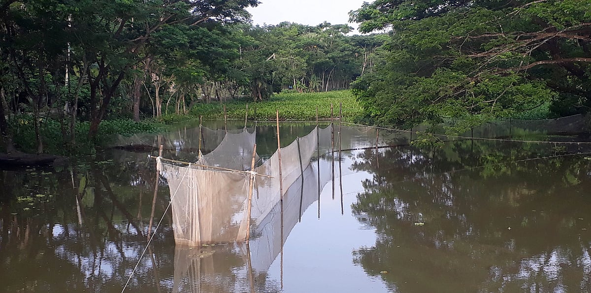 অবৈধ গেট জাল পেতে নিধন করা হচ্ছে দেশীয় প্রজাতির মাছ। পটুয়াখালী সদর উপজেলার কালিকাপুর ইউনিয়নে