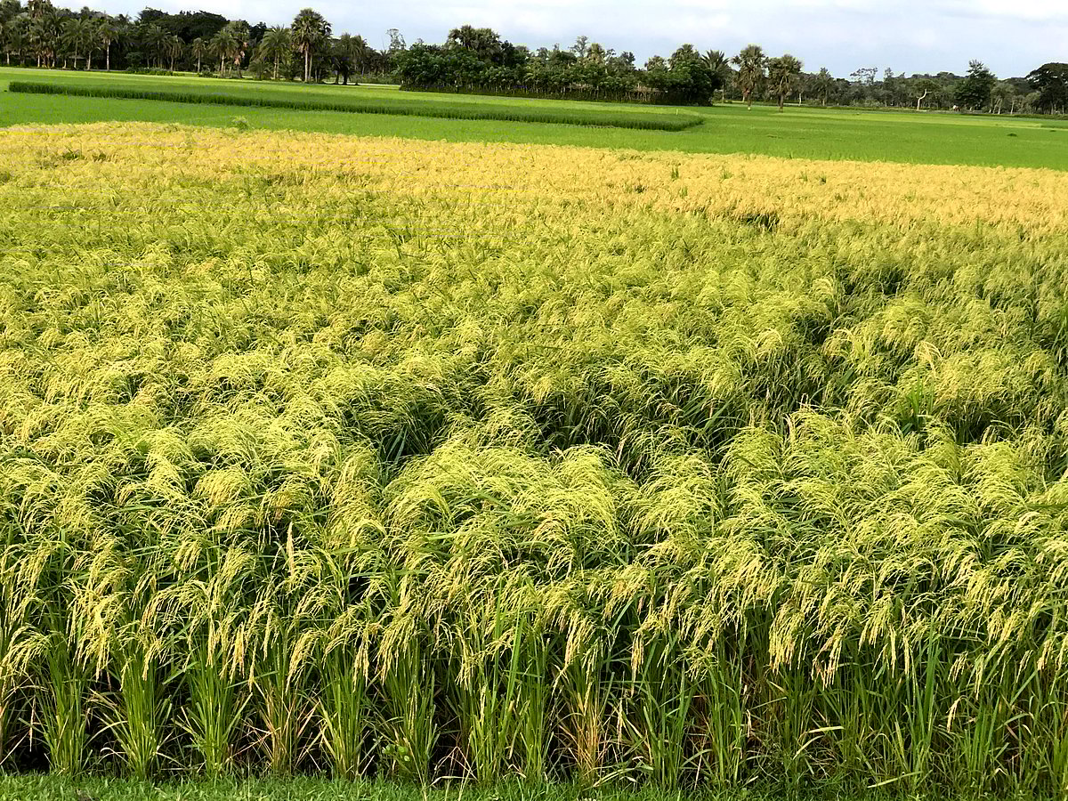 যশোরে অভয়নগর উপজেলার ভাটপাড়া বিল এলাকায় আউশ ধানের খেত। শুক্রবার তোলা