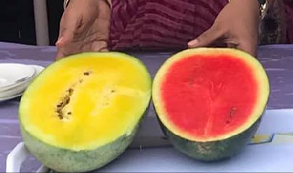 নতুন দু্ই জাতের তরমুজের একটির ভেতর হবে হলুদ, অন্যটির টকটকে লাল