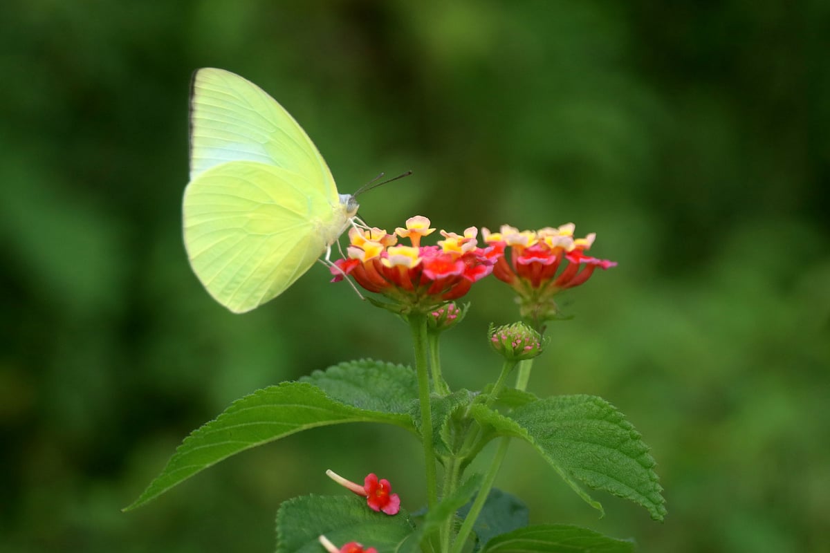মধুর টানে বুনো ফুলে এসেছে প্রজাপতি। তারাপুর চা-বাগান, সিলেট শহরতলি, ১৩ সেপ্টেম্বর