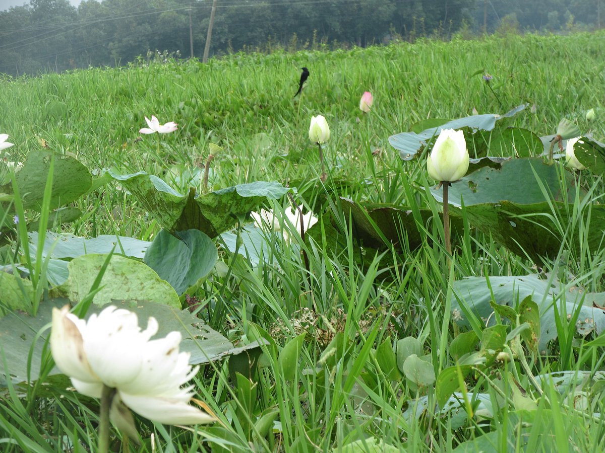 কুমিল্লার বুড়িচং উপজেলার রাজাপুর ইউনিয়নের দক্ষিণ গ্রামের একটি জলাশয়ে ফুটেছে এমন পদ্ম