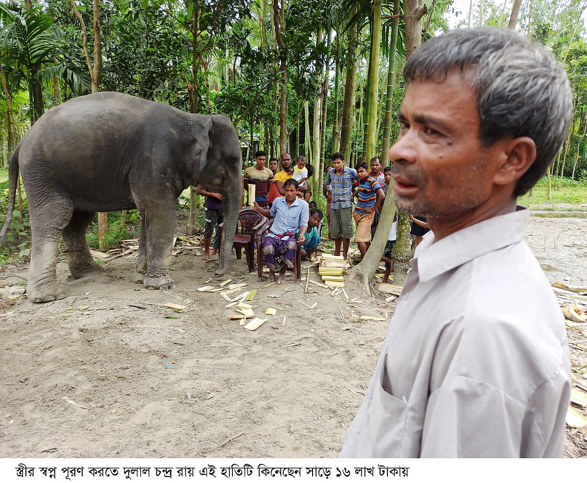জমি, গাছ ও গরু বিক্রি করে হাতি কিনেছেন দুলাল