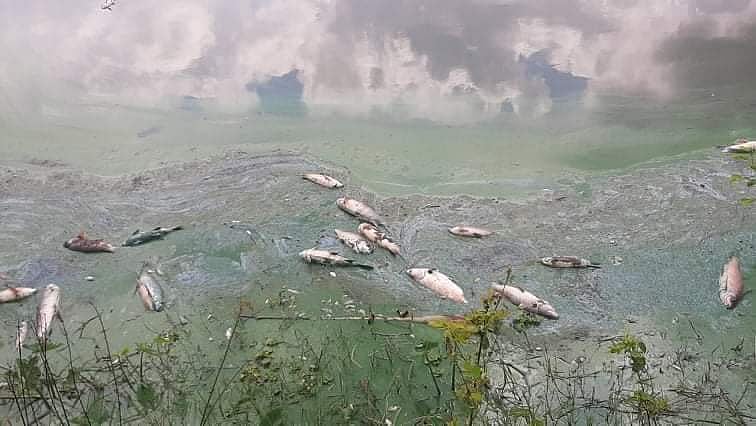 রাজশাহী জেলা মৎস্য বিভাগের হিসাবে বুধবার এক দিনেই জেলায় ৬১৬ মেট্রিক টন মাছ মরে ভেসে উঠে। পারিলা, পবা, রাজশাহী