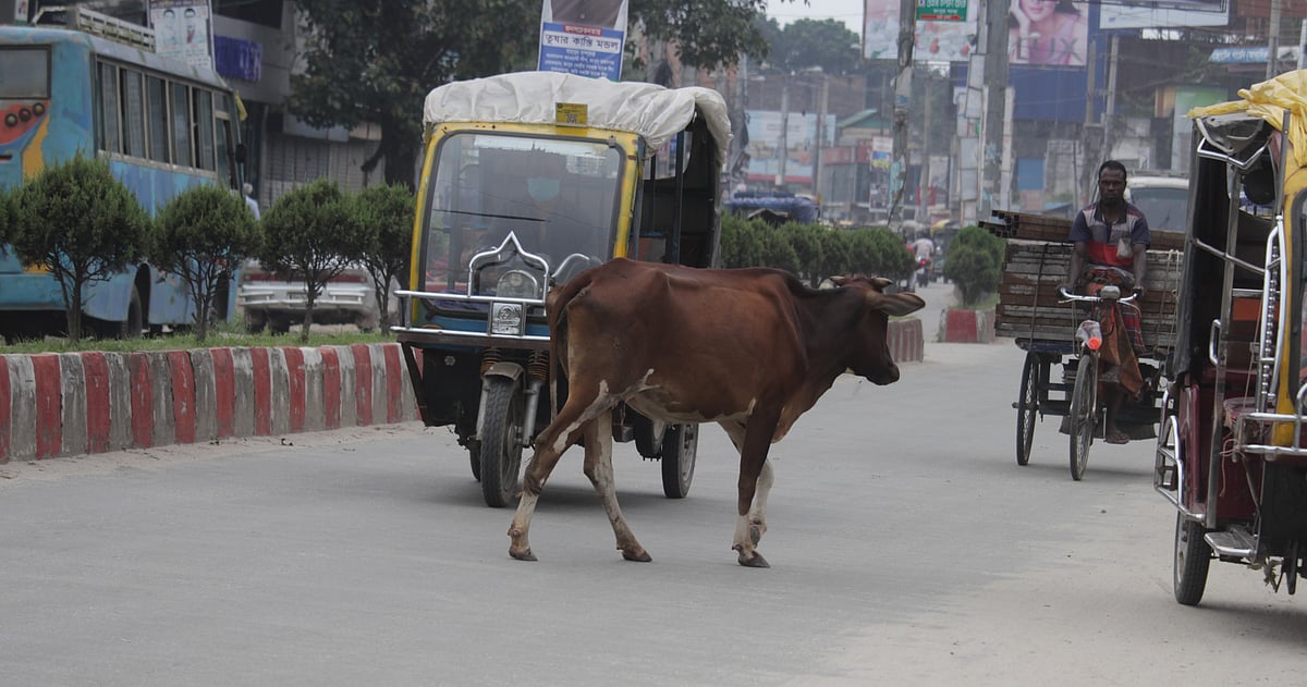 ছেড়ে দেওয়া গরুর কারণে একটি দুর্ঘটনা একটি পরিবারের সারা জীবনের দুঃখের কারণ হতে পারে
