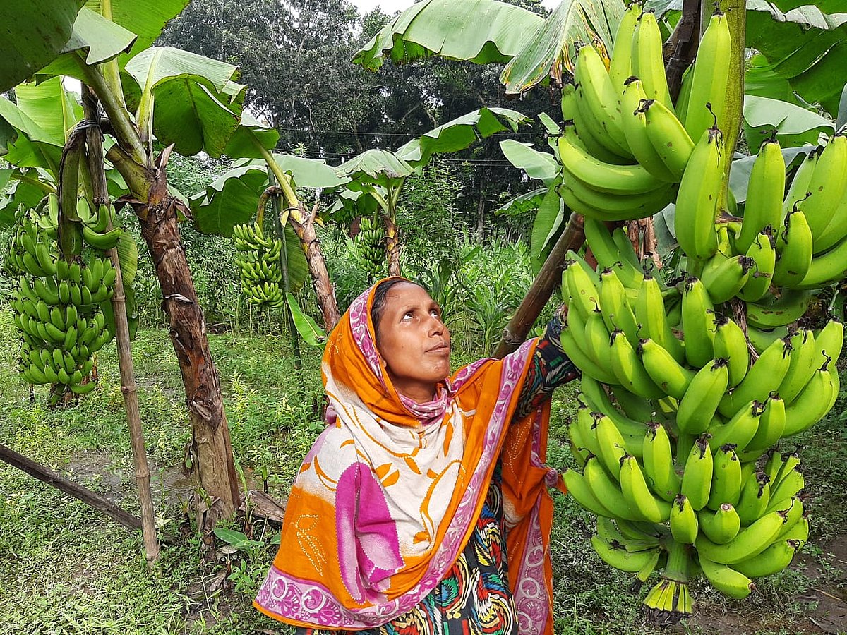 নিজের কলাখেত পরিচর্যায় ব্যস্ত গৃহবধূ শাহিনা বেগম। আজ বুধবার রংপুরের তারাগঞ্জ উপজেলার বুড়িরহাট গ্রামে