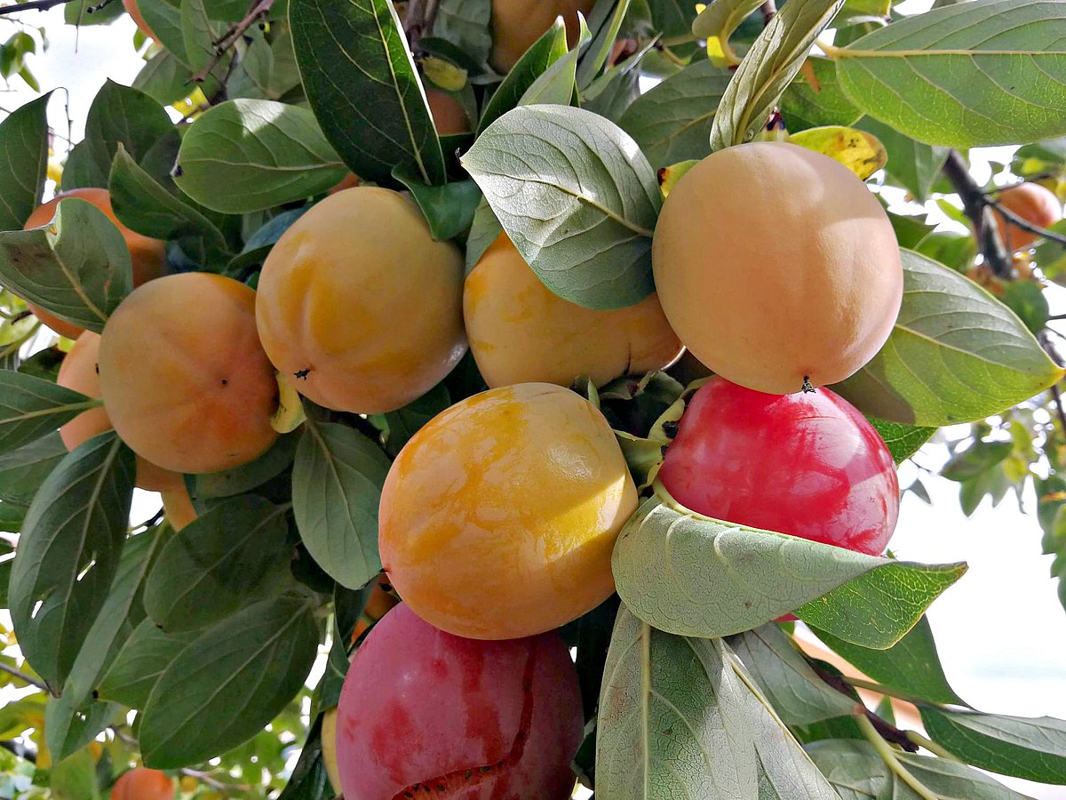 ‘দৈব বা স্বর্গীয় ফল’ পার্সিমন