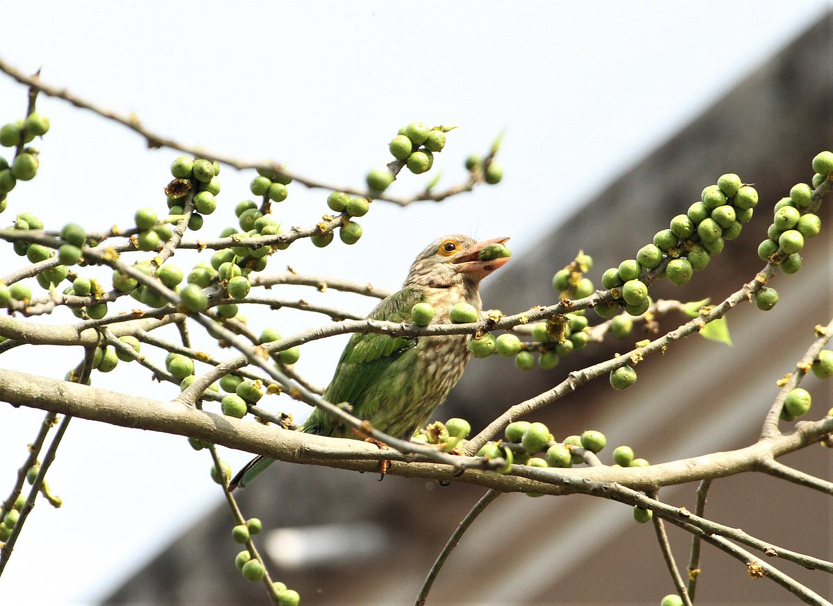 বড় বাউরি পাখিটি পাকুড় ফল খাচ্ছে। রাঙামাটির বাঘাইছড়ি উপজেলার সাজেক পর্যটন কেন্দ্রের রুইলুইপাড়া এলাকা, ২০ নভেম্বর