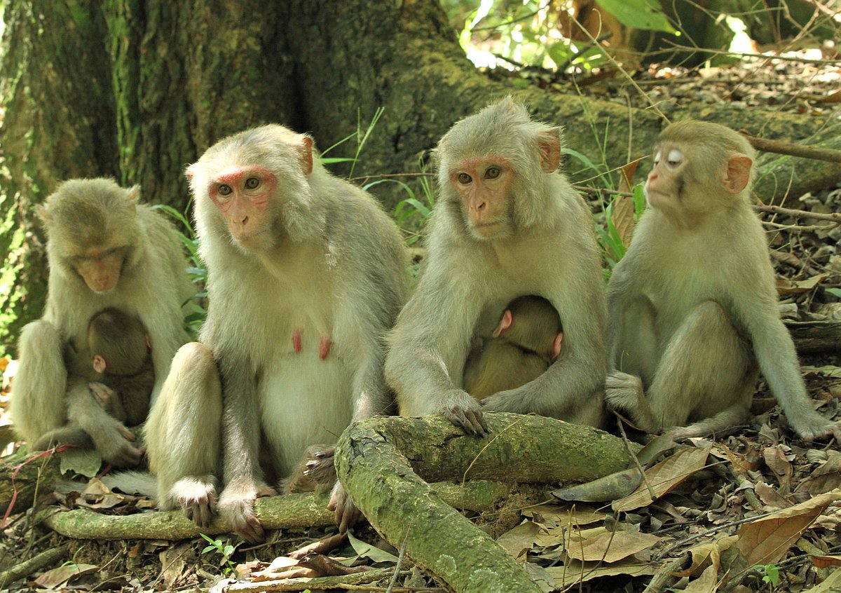 পাহাড়ে শীতের প্রকোপ বাড়ছে। মা বানরেরা বাচ্চাদের কোলে নিয়ে বসে আছে। কর্ণফুলী জাতীয় উদ্যান, রাঙামাটি, ১২ নভেম্বর