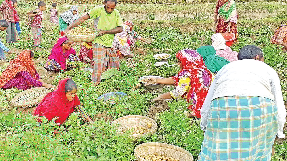 লাভের আশায় আগাম আলু তুলছেন নীলফামারীর কিশোরগঞ্জের কৃষকেরা