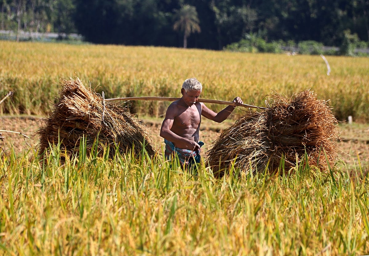 চারদিকে পাকা ধানের ম-ম গন্ধ। ধান কাটা শুরু হয়েছে। কুয়াশাচ্ছন্ন ভোরে কাস্তে হাতে মাঠে ছুটছেন কৃষক, কাঁধে বোঝাই করে আমন ধান নিয়ে ফিরছেন ঘরে। ত্রিমোহিনী, কেশবপুর, যশোর, ৯ নভেম্বর