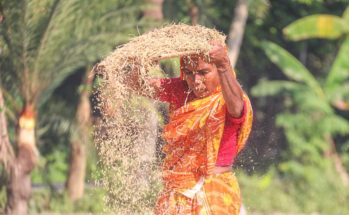 সকাল ৬টা থেকে বেলা ৩টা পর্যন্ত অন্যের আমন ধান ঝাড়াই করেন মনোয়ারা বেগম। এতে দুপুরের খাবারের সঙ্গে পারিশ্রমিক পান ২০০ টাকা। গৌড়িঘোনা, কেশবপুর, যশোর। ২৮ নভেম্বর ২০২০