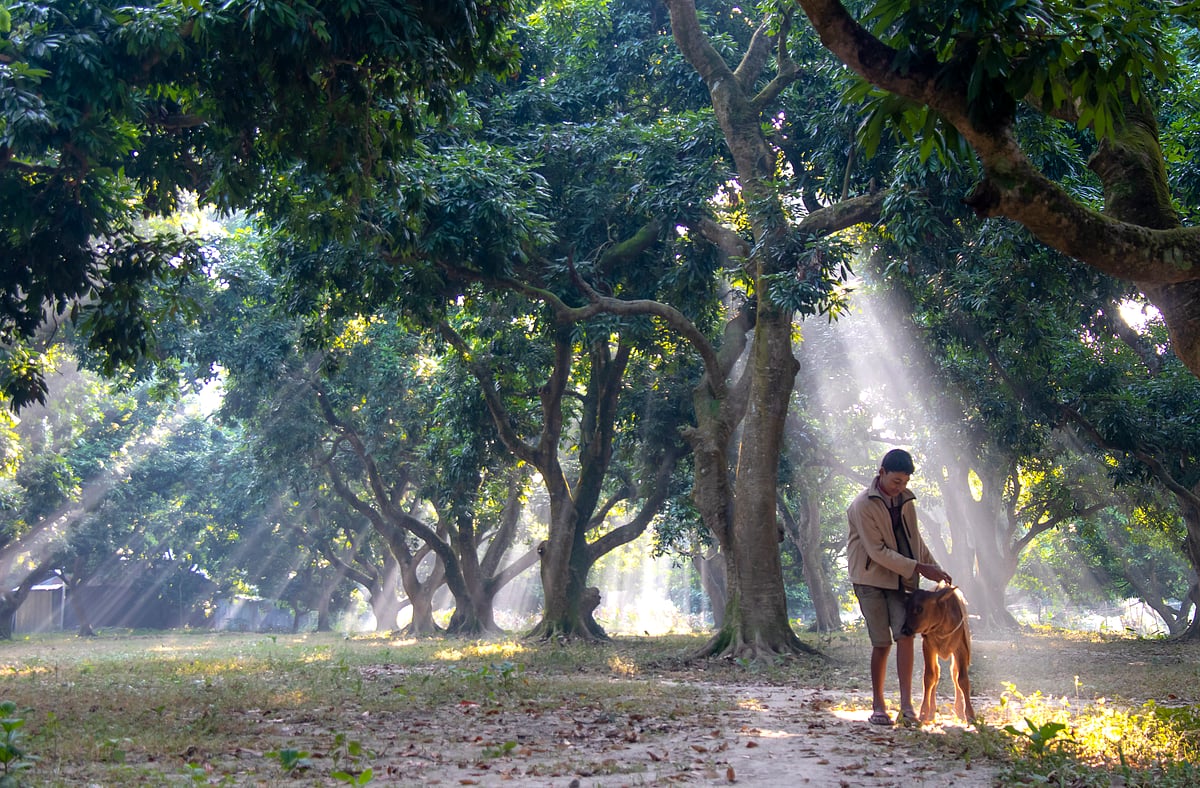 শীতের সকালে উঠেছে মিষ্টি রোদ। গাছের পাতার ফাঁক গলে আলো মাটিতে পড়ে সৃষ্টি হয়েছে দৃষ্টিনন্দন আলোছায়া। বাবুর বাগান, দাপুনিয়া, পাবনা, ২৪ নভেম্বর।