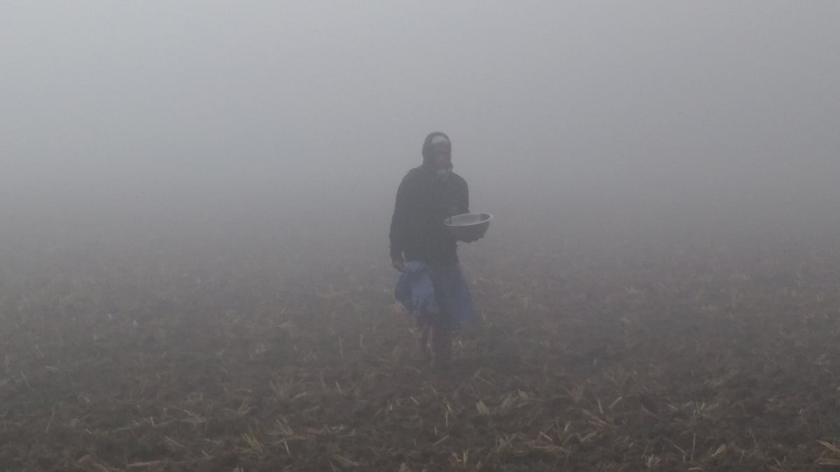 ঘন কুয়াশা। এর মধ্যেই এক কৃষক তার খেতে শস্য বুনছেন। রোববার সকালে রাজবাড়ীর গোয়ালন্দ উপজেলার উজানচর এলাকায়
