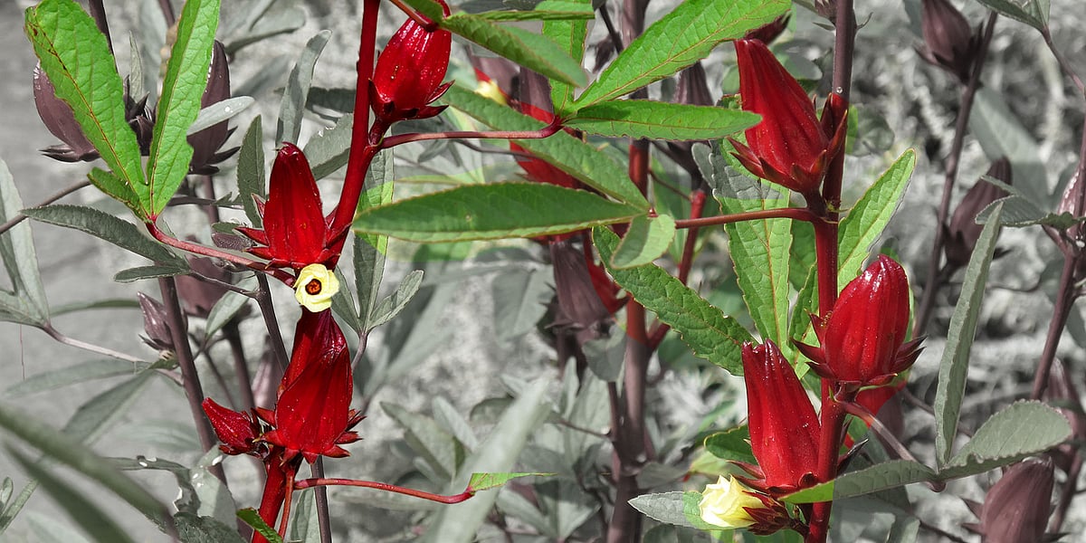 মেস্তা বা রোজেলা