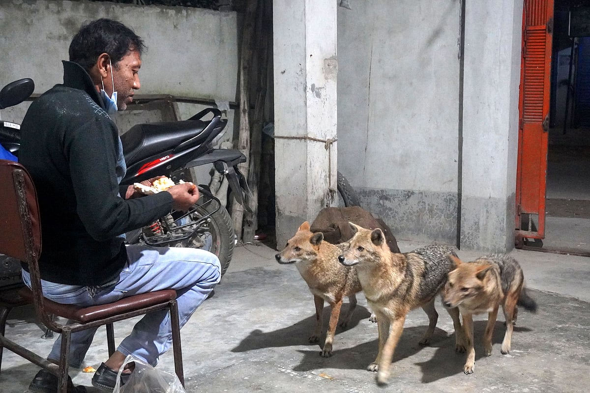 কুষ্টিয়ার শাহাবউদ্দীন মিলন নাম ধরে ডাকলে শিয়ালের দল এসে খাবার খেয়ে যায়