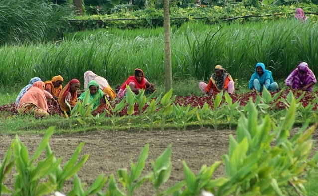 কৃষি খাত