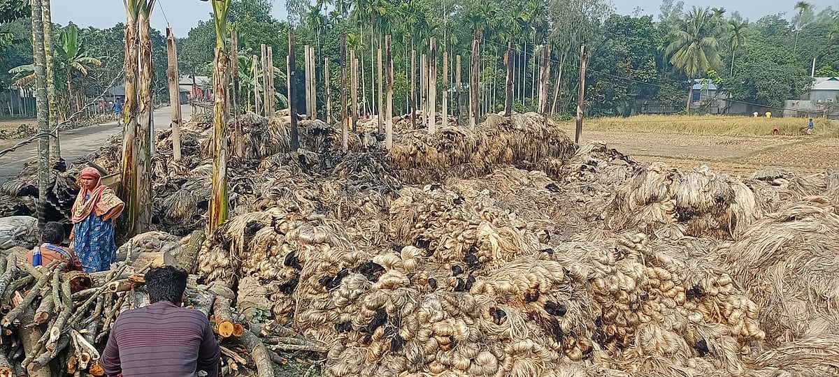 জামালপুরের সরিষাবাড়ীর সেঙ্গুয়া গ্রামেে 
অগ্নিকাণ্ডে ভস্মীভুত পাটের স্তূপ। আজ শুক্রবার সকালে