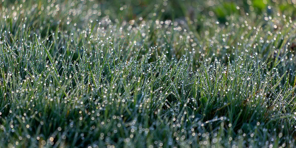 খালি পায়ে শিশির ভেজা ঘাসে হাঁটাকে ‘ডিউ ওয়াকিং’ নামে অভিহিত করা হচ্ছে এবং বলা হচ্ছে এটি এক ধরনের হাইড্রোথেরাপি