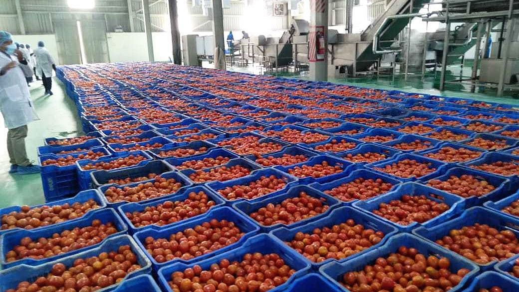 রাজশাহীর গোদাগাড়ীতে প্রাণের বরেন্দ্র ইন্ডাস্ট্রিয়াল পার্কের কারখানায় এভাবে থরে থরে সাজানো আছে টমেটো। এই কারখানায় মণ্ড তৈরির পর পাঠানো হবে নাটোরের কারখানায়। সেখানে তৈরি হয় সস ও কেচাপ