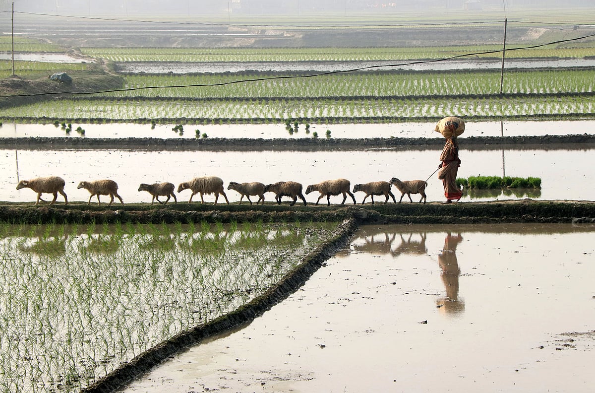 কুয়াশাঢাকা দিনে মাঠে একদল ভেড়া চরিয়ে বোরোখেতের আইল ধরে বাড়িতে ফিরছেন এক নারী। আজ বুধবার বগুড়ার গাবতলী উপজেলার তরণীহাট এলাকায়