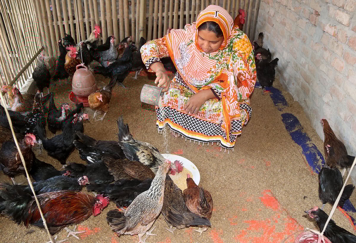 সহস্রাধিক দেশি মুরগীর খামার গড়ে উঠেছে বগুড়ার শেরপুরে। এরকম একটি খামারে সম্প্রতি তোলা।