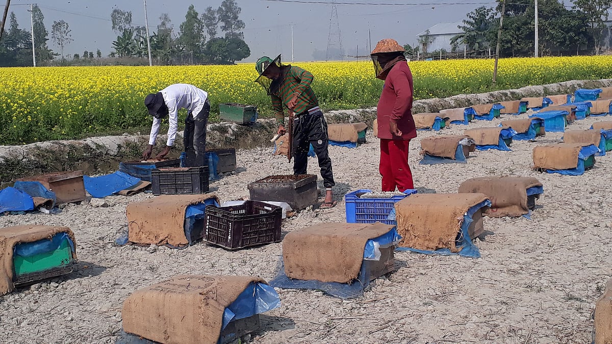শর্ষেখেতে মৌবাক্স থেকে মধু আহরণ চলছে।সম্প্রতি সিরাজগঞ্জের রায়গঞ্জ উপজেলার বোয়ালিয়ার বিলে।
