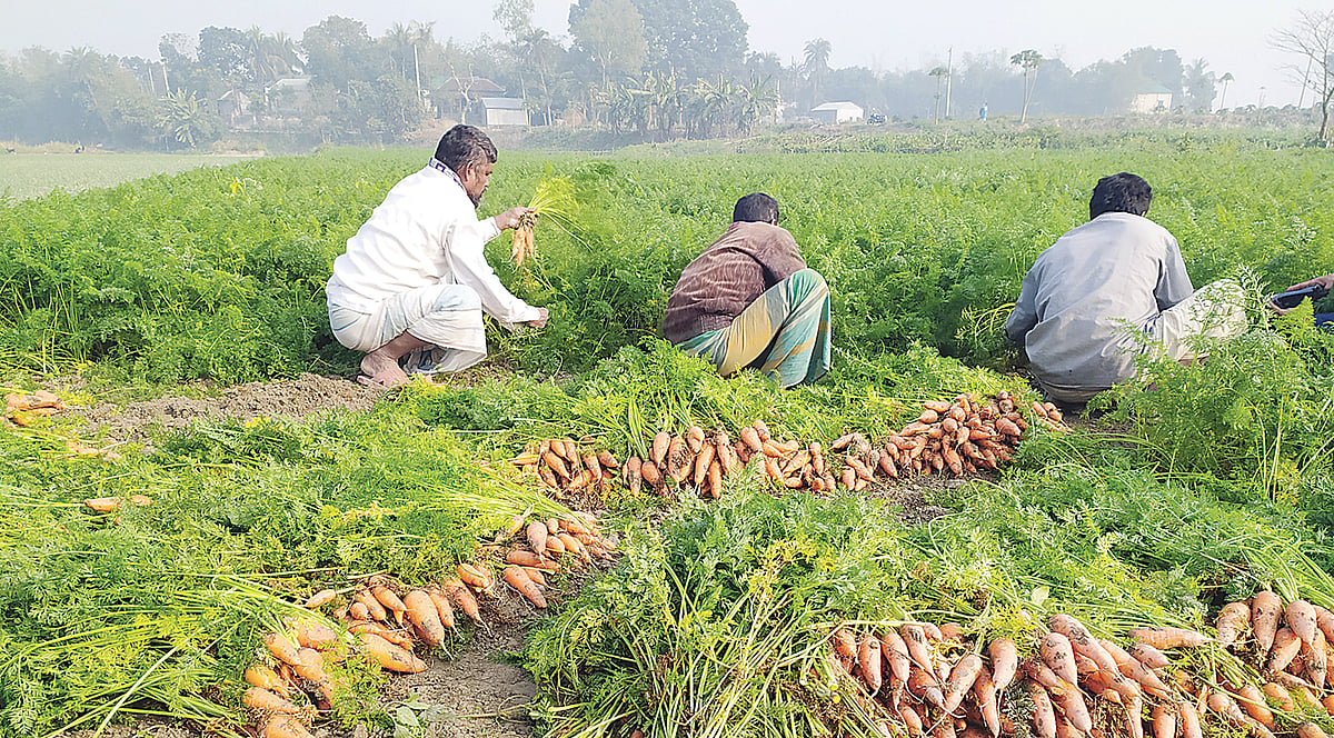 মানিকগঞ্জের সিঙ্গাইর উপজেলায় খেত থেকে গাজর তুলছেন চাষিরা। গত সোমবার সকালে চর দুর্গাপুর গ্রামে