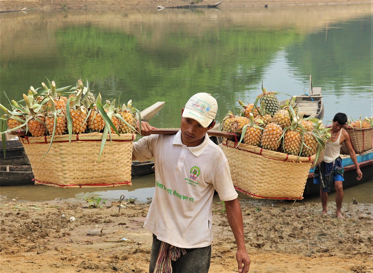 পাহাড়ি আনারস বাগানিরা বিক্রির জন্য রাঙামাটি শহরে নিয়ে যাচ্ছেন। প্রতি হালি ৫০ থেকে ৫৫ টাকা বিক্রি হয় আনারস। রাঙামাটি, ১৬ ফেব্রুয়ারি