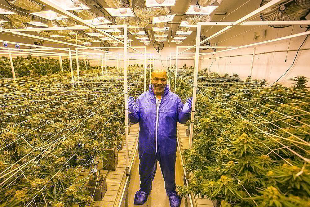 নিজের গাঁজা চাষের র‌্যাঞ্চে মাইক টাইসন